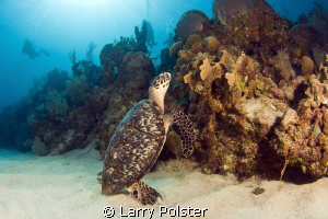 Dinner time, D300-Tokina 10-17mm by Larry Polster 